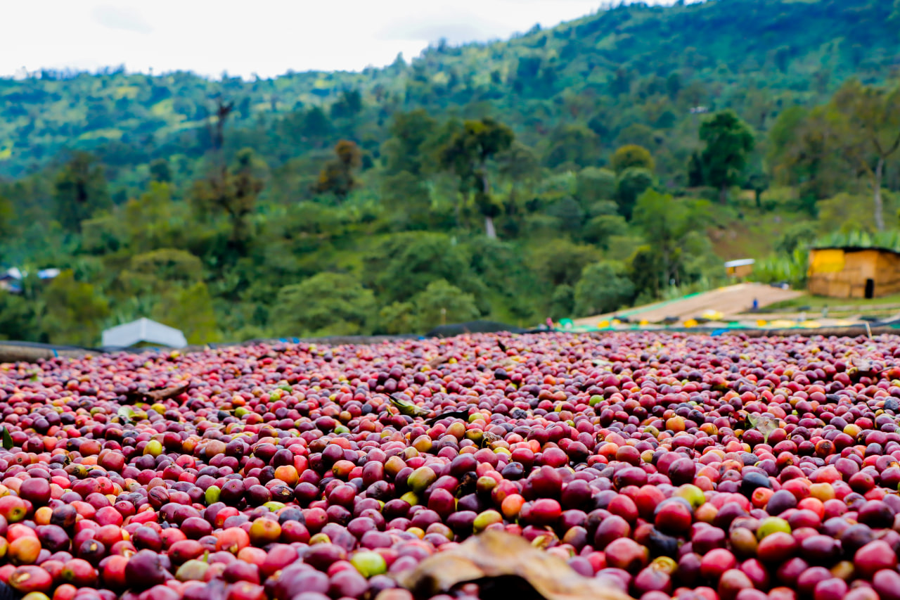 High-Altitude Grown (2,100–2,625m)